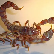 Скульптура «Скорпионы» из стекла — фотография 1